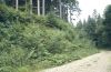 Wide embankment that is rich in soft wood and forbs between forest and forest road