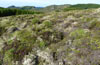 Typical Upland heath in Saint Miguel/Azores