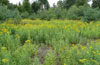 Massive invasion of neophyts (here Solidago canadensis)