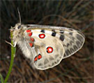Parnassius apollo