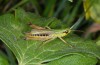 Chorthippus parallelus: Male (Illerbeuren near Memmingen, August 2013) [N]