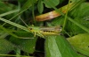 Chorthippus parallelus: Male (eastern Swabian Alb, September 2012) [N]