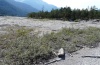 Chorthippus pullus: Habitat at the Lech near Forchach (September 2010) [N]
