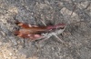 Chorthippus pullus: Male (Lech near Forchach, September 2010) [N]
