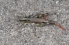 Chorthippus pullus: Female (Lechtal near Forchach/Tyrol, September 2010) [N]