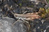 Chorthippus pullus: Male (Lech near Forchach, September 2010) [N]