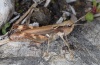 Chorthippus pullus: Female (Lechtal near Forchach/Tyrol, September 2010) [N]
