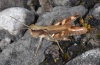 Chorthippus pullus: Female (Lechtal near Forchach/Tyrol, September 2010) [N]
