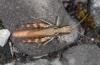 Chorthippus pullus: Female (Lechtal near Forchach/Tyrol, September 2010) [N]