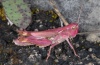 Chorthippus pullus: Female, pink form (Lechtal near Forchach/Tyrol, September 2010) [N]