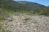 Chorthippus pullus: Habitat at the Austrian Lech (Tyrol) [N]