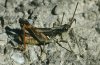 Chorthippus pullus: Male [N]