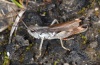 Chorthippus pullus: Male (Lech near Forchach, September 2010) [N]