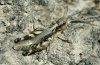 Chorthippus pullus: Female [N]