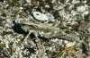 Chorthippus pullus: Female [N]