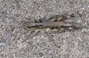Chorthippus pullus: Female (Lechtal near Forchach/Tyrol, September 2010) [N]