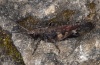 Psophus stridulus: Male (eastern Swabian Alb, Southern Germany, August 2012) [N]