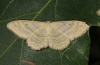 Idaea deversaria: Adult (e.o. Vinschgau, South Tyrol 2011) [S]
