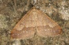 Agriopis marginaria: M&auml;nnchen (e.l. Ostalb 2012) [S]