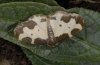 Lomaspilis marginata: Falter [S]