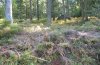 Jodis putata: Larval habitat in the northern Black Forest (larva at Vaccinium myrtillus), October 2010 [N]