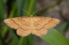Idaea serpentata: Falter (Schw&auml;bisch Hall, 2010) [N]