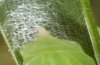 Thymelicus acteon: Pupa (S-Germany, eastern Swabian Alb, June 2010) [S]