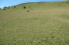 Thymelicus acteon: Habitat on the eastern Swabian Alb, Southern Germany: dry nutrient-poor grassland with occasional Brachypodium pinnatum [N]