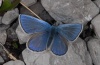 Polyommatus orbitulus: Adult (L&uuml;ner See, W-Austria, July 2011) [N]