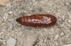 Ipimorpha subtusa: Pupa (e.l. rearing, S-Germany, Dischingen near Heidenheim/Brenz, larva in mid-May 2021) [S]