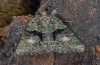 Cryphia algae: Adult (e.l. eastern Swabian Alb, Southern Germany 2012) [S]