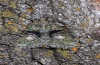 Cryphia algae: Adult (e.l. eastern Swabian Alb, Southern Germany 2012) [S]