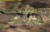 Cryphia algae: Adult (e.l. eastern Swabian Alb, Southern Germany 2012) [S]