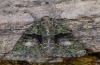 Cryphia algae: Adult (e.l. eastern Swabian Alb, Southern Germany 2012) [S]