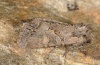 Lacanobia aliena: Adult (e.o. Hautes-Alpes, eggs on Hippophaes in July 2012) [S]
