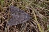 Lacanobia aliena: Adult [S]