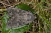 Lacanobia aliena: Adult [S]