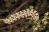 Cucullia argentea: Raupe (23.09.2012, Hoyerswerda) [N]