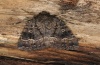 Amphipyra berbera: Falter (e.l. Ostalb 2012) [S]