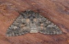 Mamestra brassicae: Falter (e.l. Memmingen, Raupe im September 2010) [S]