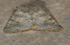 Hadena caesia: Adult (e.l. Olympus, Greece, 2012) [S]