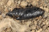 Cornutiplusia circumflexa: Puppe [S]