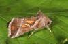 Thysanoplusia circumscripta: Falter (e.l. Samos, Raupe Ende Juni 2016) [S]