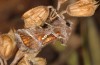 Thysanoplusia circumscripta: Falter (e.l. Samos, Raupe Ende Juni 2016) [S]