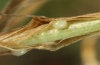 Leucania comma: The ovae are deposited well concealed in leaf sheaths etc. (here in the breeding). [S]