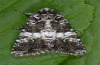 Hadena compta: Adult (Zermatt, e.l. 2010) [S]