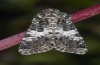 Hadena compta: Adult (e.l. Kanisfluh 2010) [S]