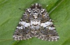 Hadena compta: Adult (Florina, Northern Greece, e.l. 2011) [S]
