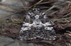 Hadena compta: Adult (e.l. Northern Greece, Phalakron, 2010) [S]
