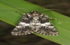 Hadena compta: Adult (e.l. Valais 2010) [S]